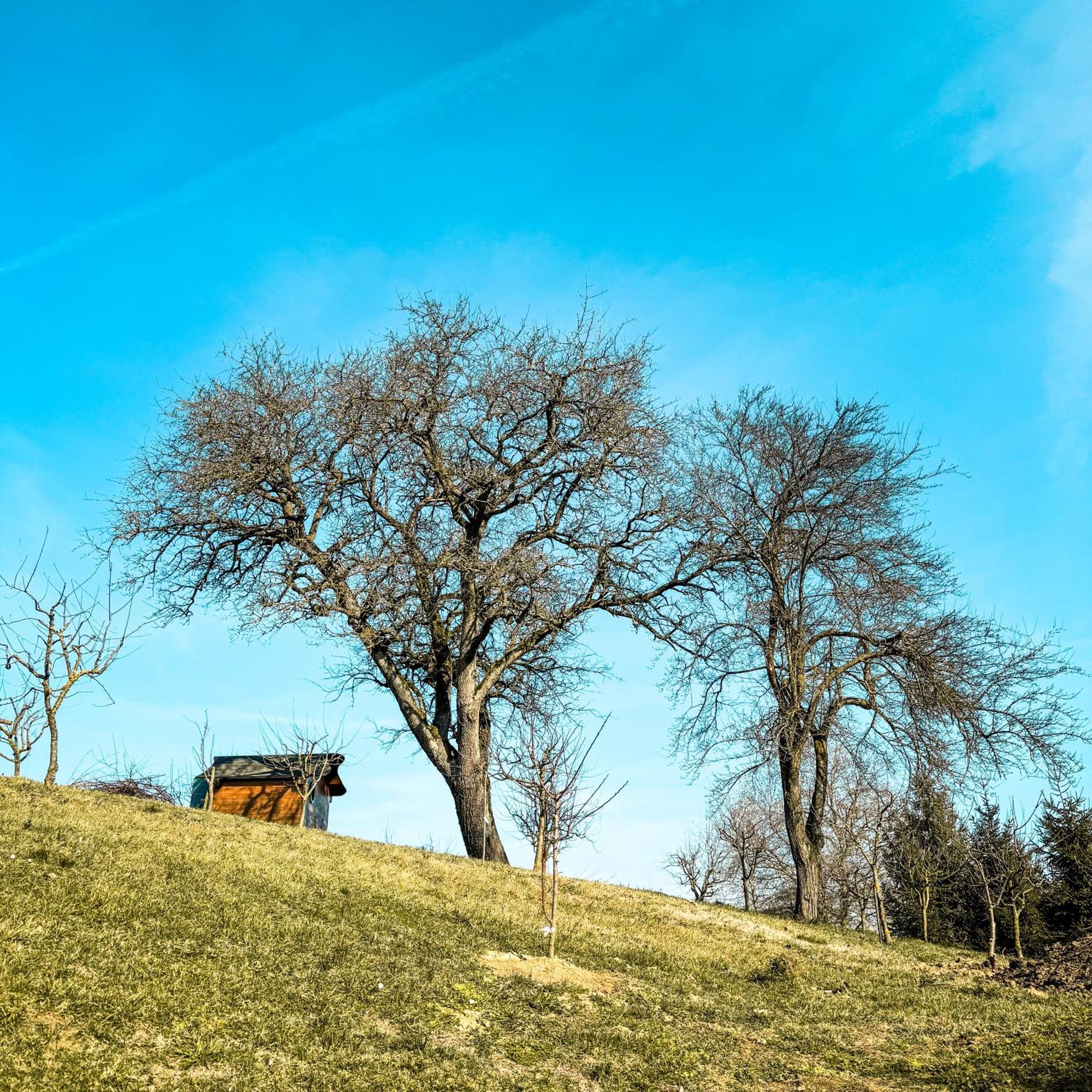 Bed&Breakfast Vinarija Coner Bjelovar Dış mekan fotoğraf